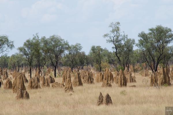 AustraliaAdelaide 10  075